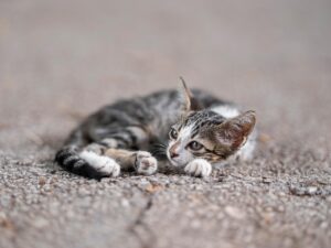 目元の疲れを改善するためのアイクリームの選び方は？