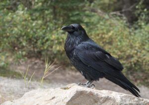 レチノールの効果を医師監修で解説した記事は？